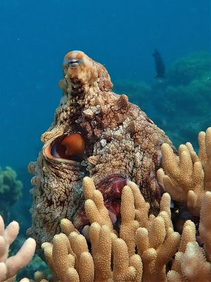 An octopus swimming through a coral reef.
